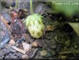 very small strawberry