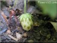 very small strawberry