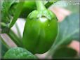 bell pepper