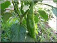 large green chili pepper