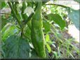 large green chili pepper