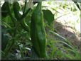 large green chili pepper