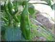 large green chili pepper