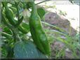 large green chili pepper