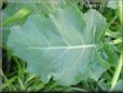 broccoli leaf