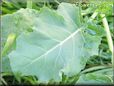 broccoli leaf