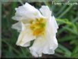 white moss rose flower