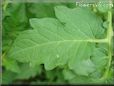 tomato leaf