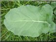 broccoli leaf