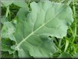 broccoli leaf