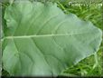 broccoli leaf