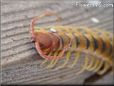 centipede pictures