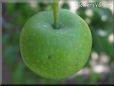 small green apple
