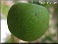 small green apple