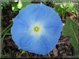 light blue Morning Glory picture