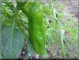 large green chili pepper