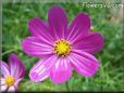 dark purple pink cosmos flower