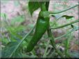 large green jalapeno pepper