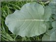 broccoli leaf