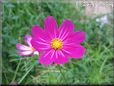 purple cosmos flower
