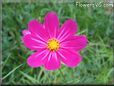 purple cosmos flower