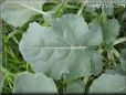 broccoli leaf