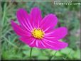 purple cosmos flower