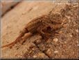 young new mexico lizard