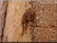 young new mexico lizard