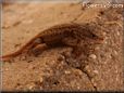 young new mexico lizard