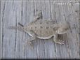 young horned lizard