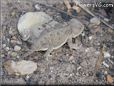 young horned lizard
