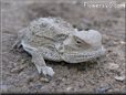 young small horned lizard pictures