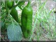 large green chili pepper
