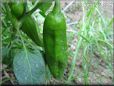large green chili pepper