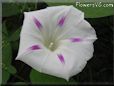 purple and white Morning Glory picture