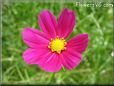 purple cosmos flower
