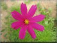 purple cosmos flower