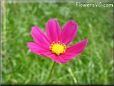 purple cosmos flower