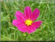 purple cosmos flower