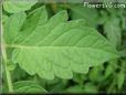 tomato leaf