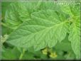 tomato leaf