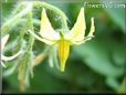 tomato blossom