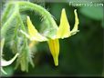 tomato blossom