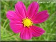 purple cosmos flower