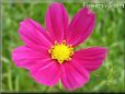 purple cosmos flower