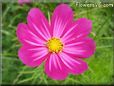 purple pink cosmos flower picture