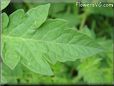 tomato leaf