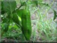 large green chili pepper