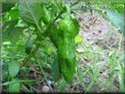 large green chili pepper